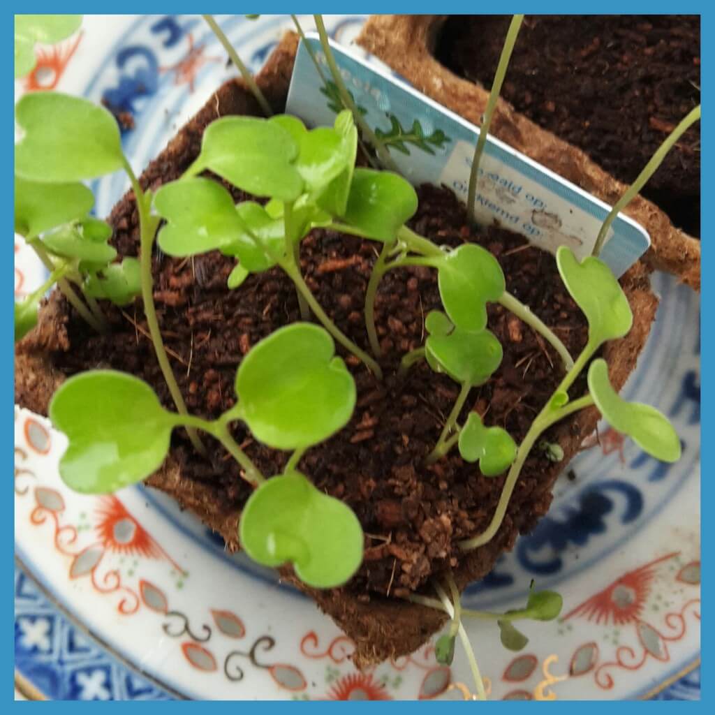 wpid-moestuin-ideeën-21.jpg.jpeg