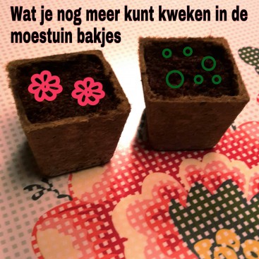 Wat je nog meer kunt kweken in de moestuin bakjes