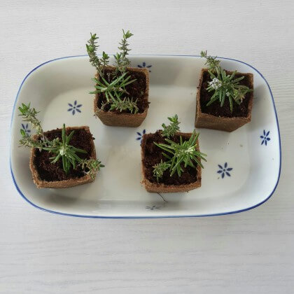 Wat je nog meer kunt kweken in de moestuin bakjes