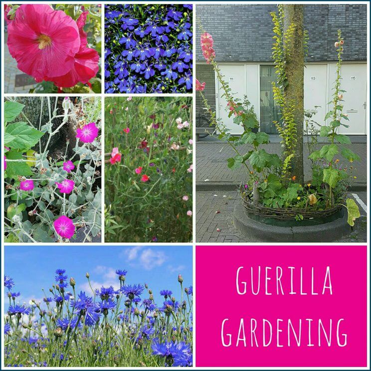 Guerrilla gardening: samen met de kinderen “stiekem” overal bloemen planten
