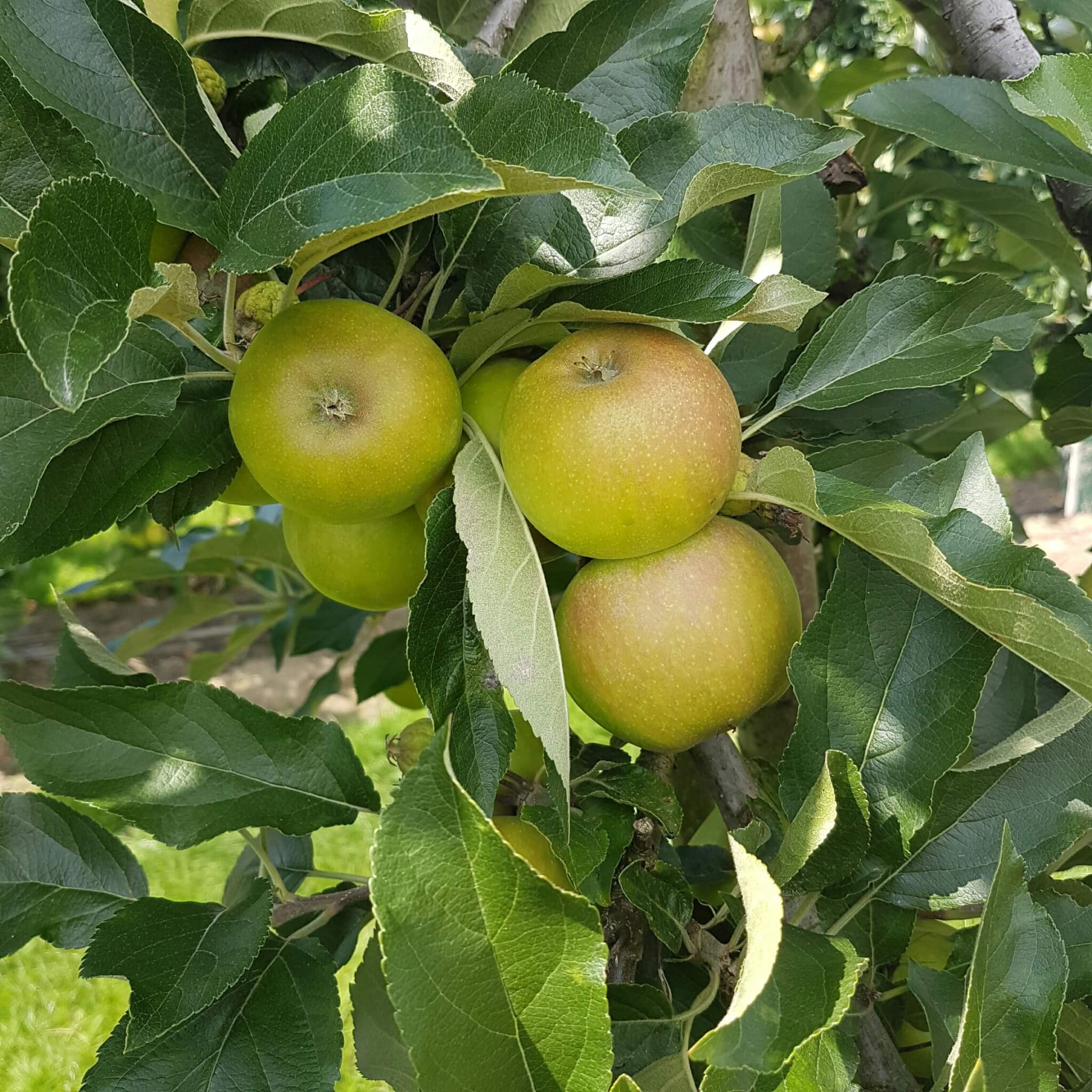 Uitje met kinderen naar de landelijke en industriële Strijp in Eindhoven: speeltuin, industrieel erfgoed, winkelen, pannekoekenhuis én fruittuin