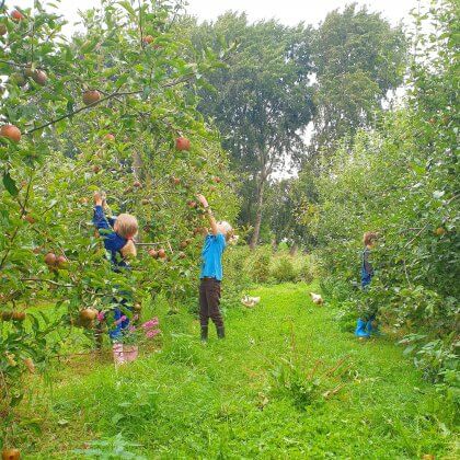 Boerderij in Amsterdam: fruit plukken bij de Fruittuin van West