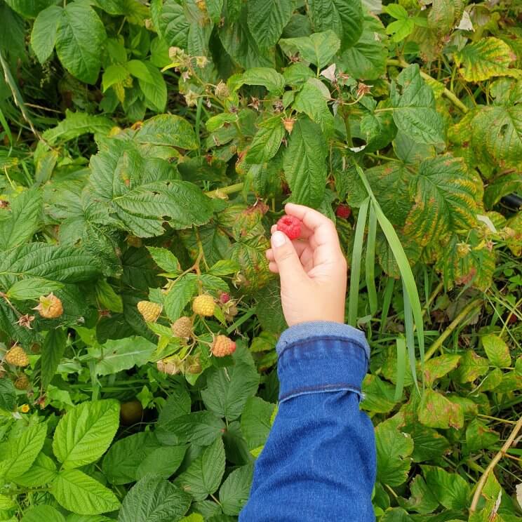 Boerderij in Amsterdam: fruit plukken bij de Fruittuin van West