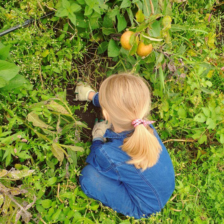 aardappels rooien met kinderen