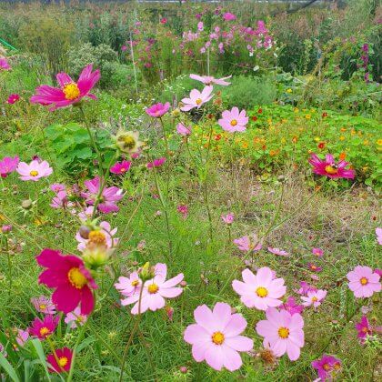 Cosmea