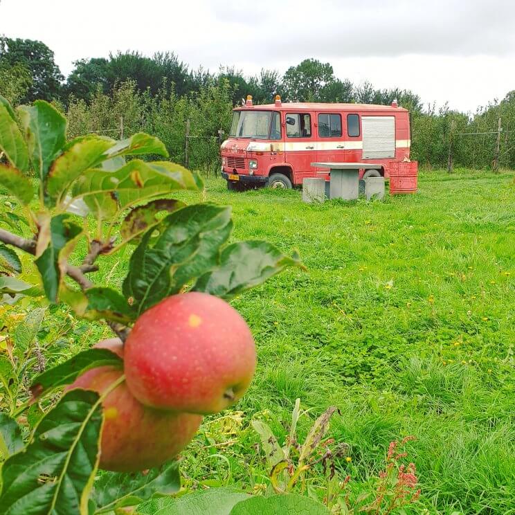 Boerderij in Amsterdam: fruit plukken bij de Fruittuin van West