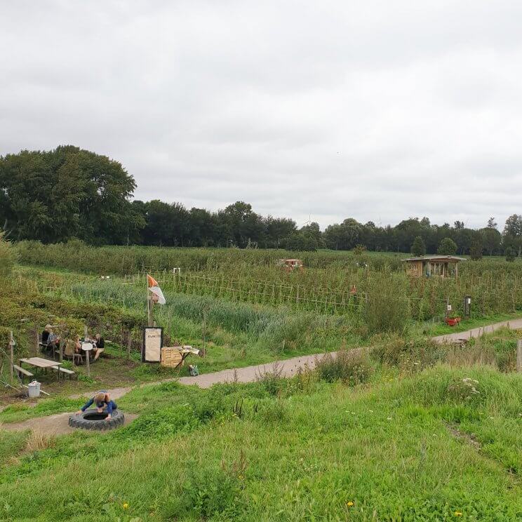 Boerderij in Amsterdam: fruit plukken bij de Fruittuin van West