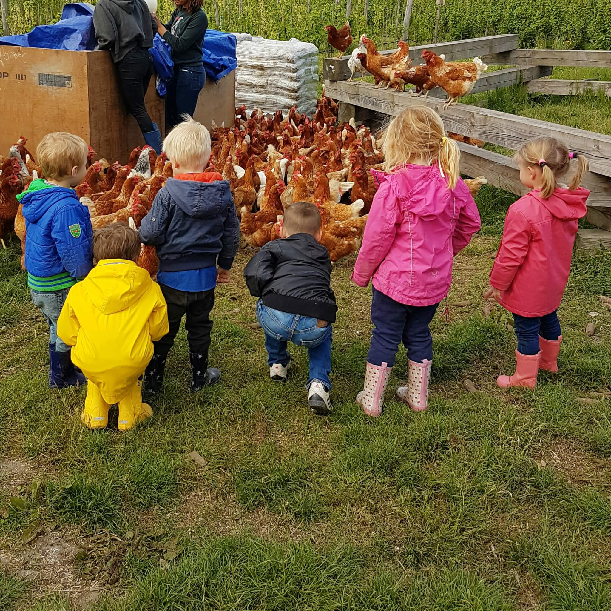 Boerderij in Amsterdam: de Fruittuin van West Boerderij in Amsterdam: de Fruittuin van West