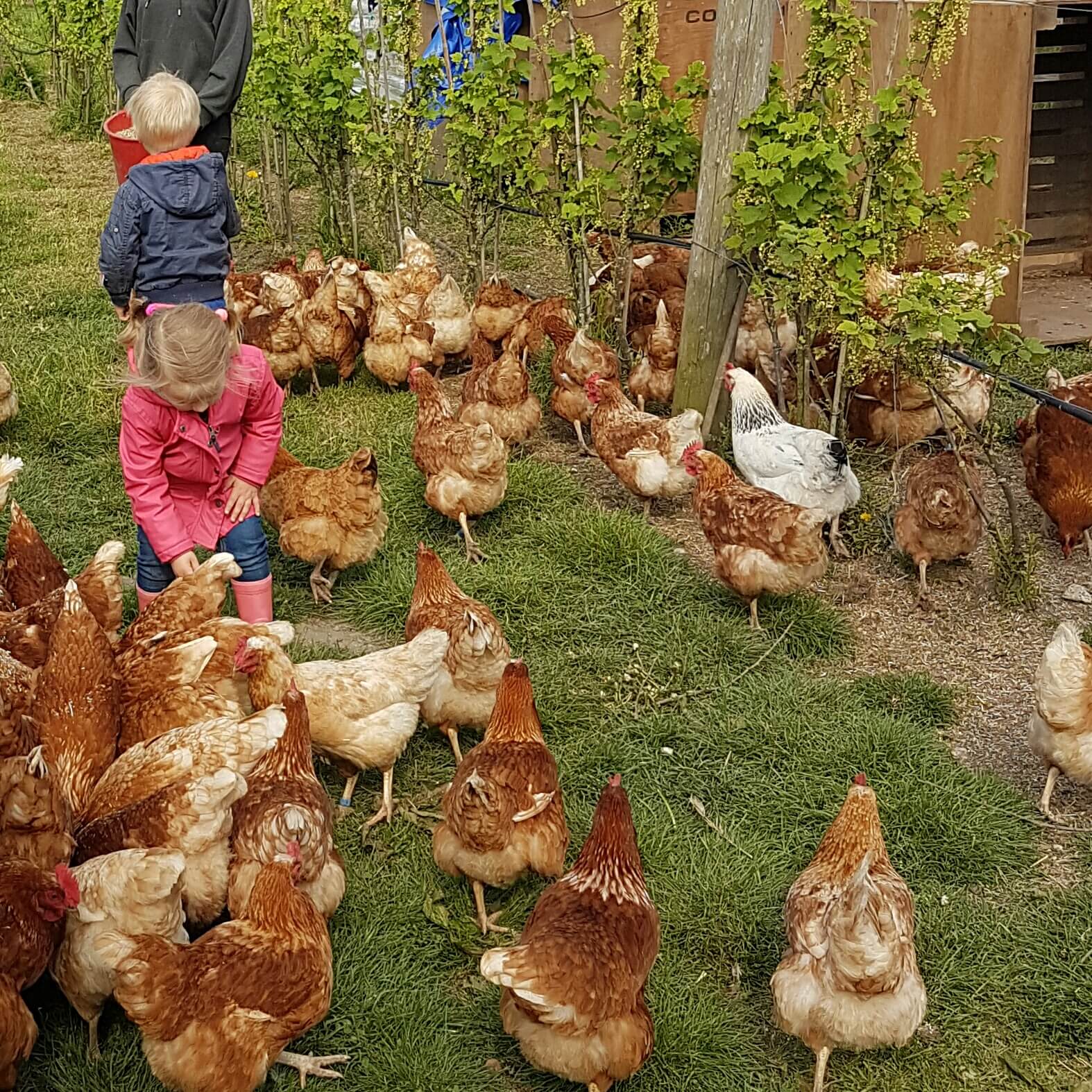 Boerderij in Amsterdam: de Fruittuin van West