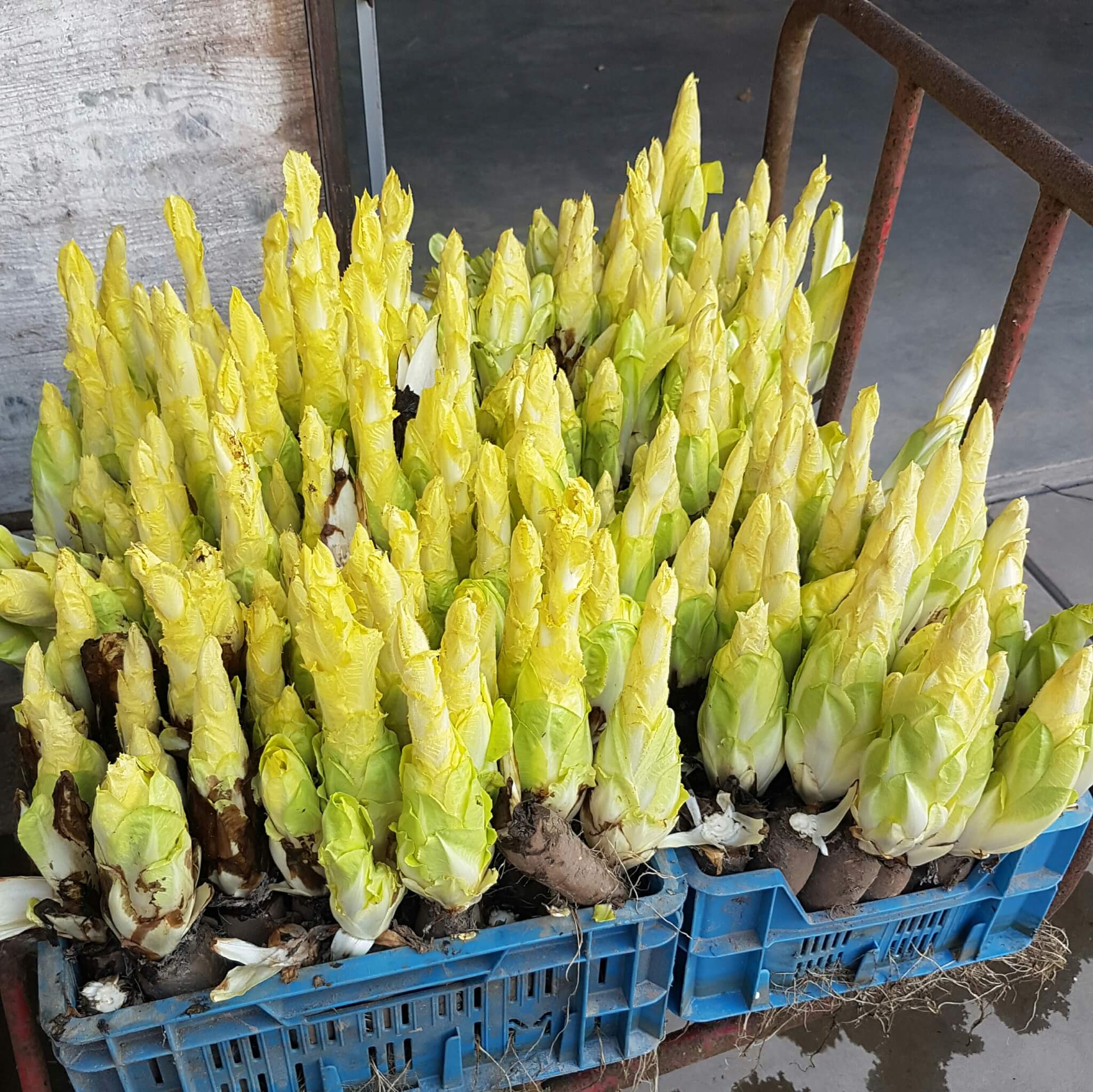 Boerderij in Amsterdam: de Fruittuin van West