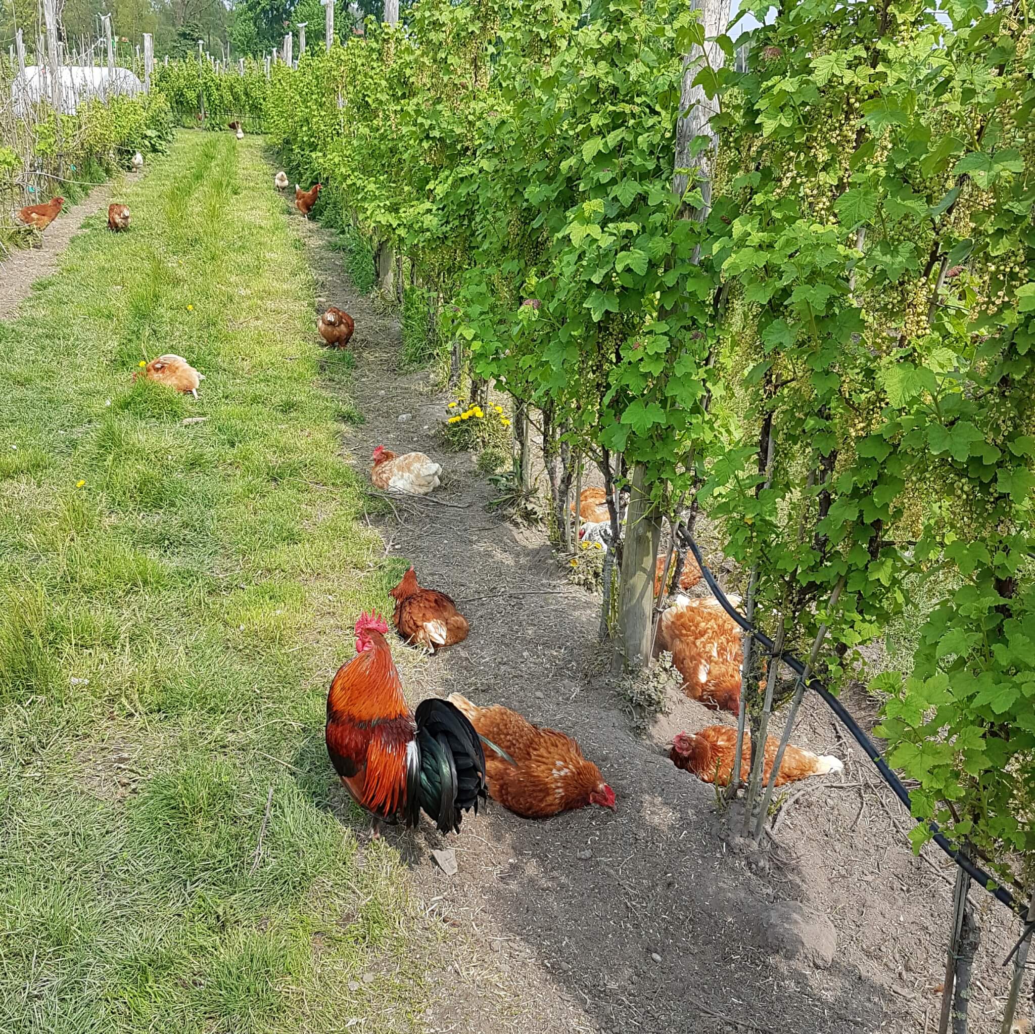 Boerderij in Amsterdam: de Fruittuin van West Boerderij in Amsterdam: de Fruittuin van West