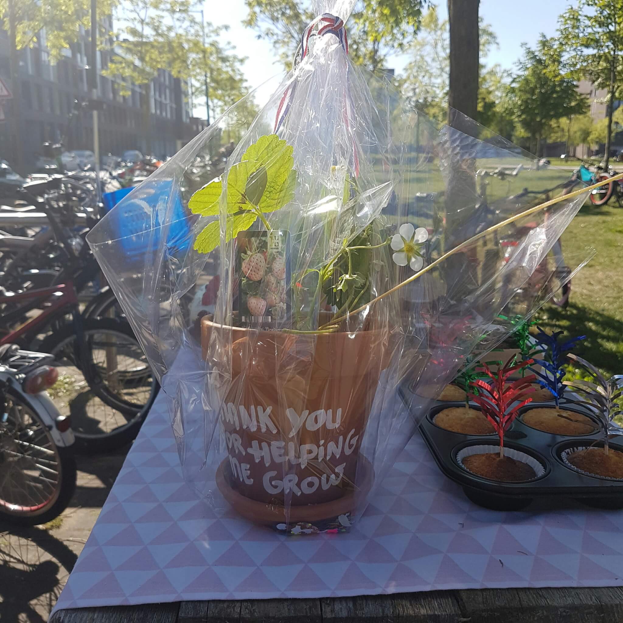 De leukste cadeaus voor de juf of meester voor de zomervakantie Plant voor vaderdag of moederdag