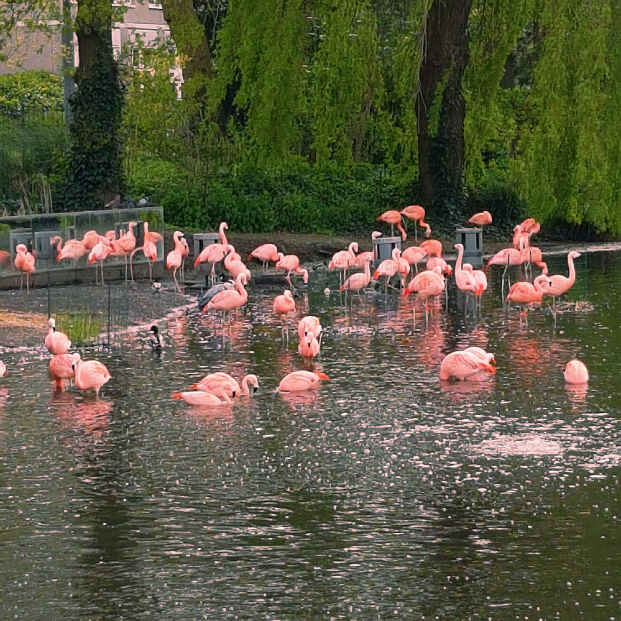 De flamingo´s in dierentuin Artis