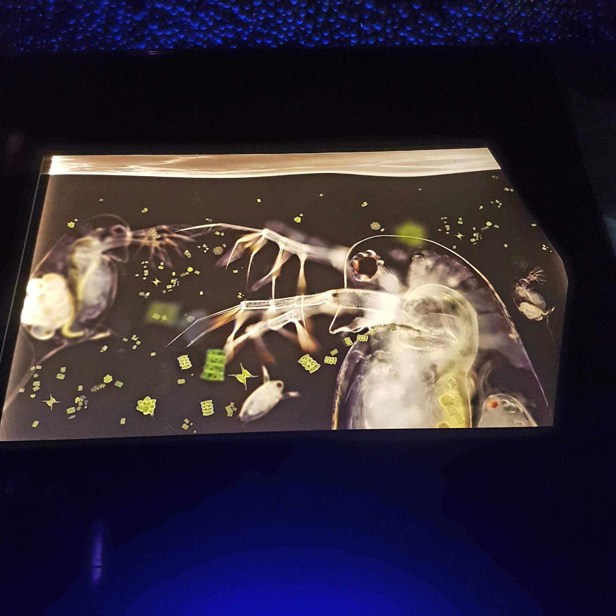 Uitje met kids: dierentuin Artis en Micropia in Amsterdam Uitje met kids: dierentuin Artis en Micropia in Amsterdam