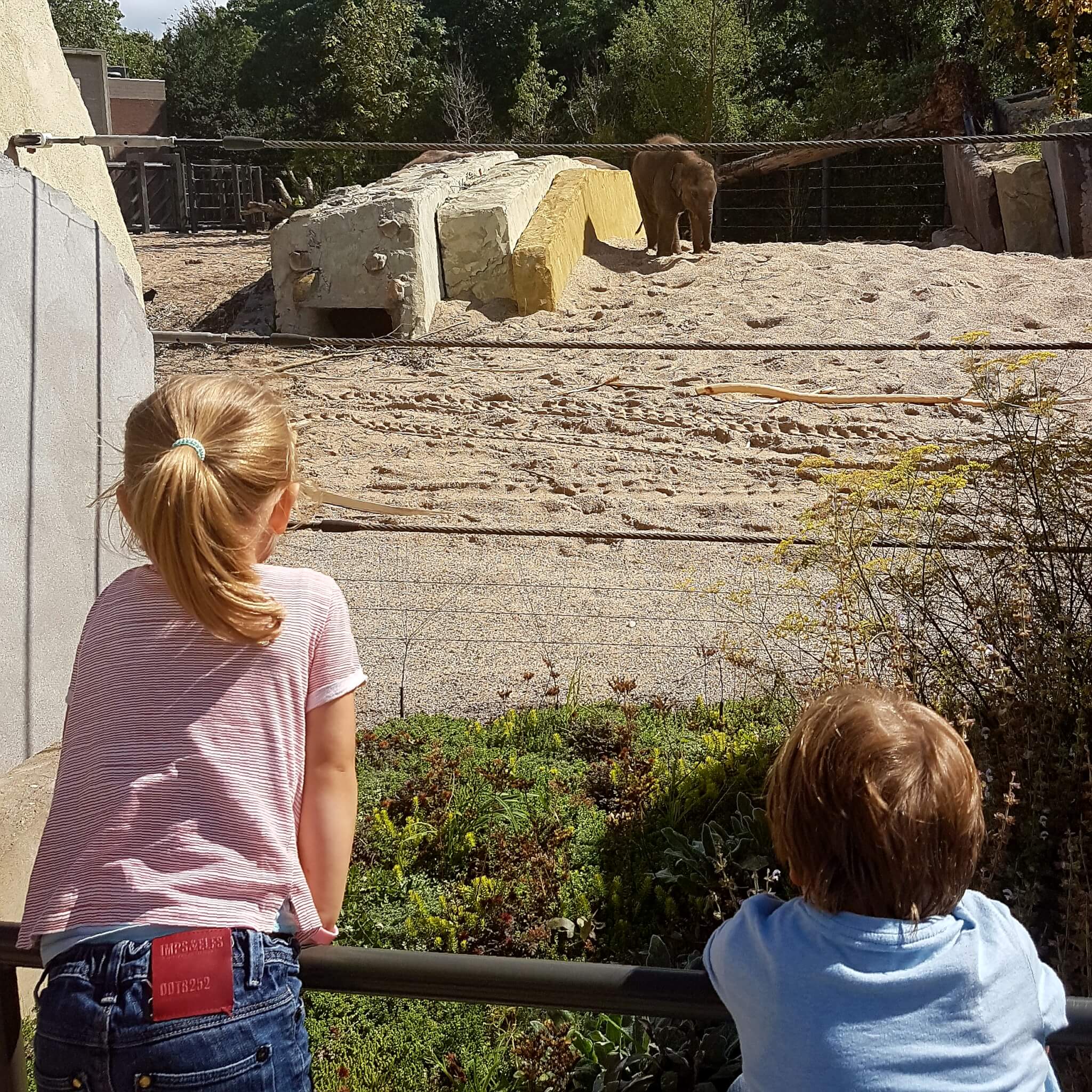 Amsterdam met kinderen: dierentuin Artis - de olifanten