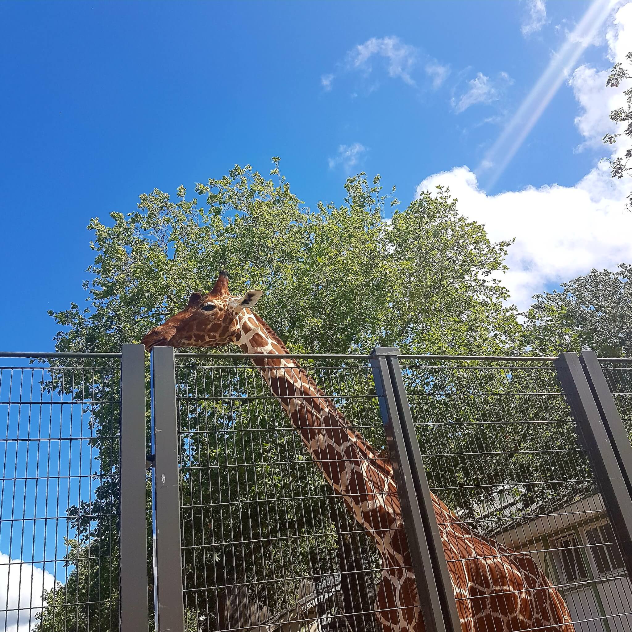 De giraffen uit Dikkertje Dap: dierentuin Artis in Amsterdam met kinderen