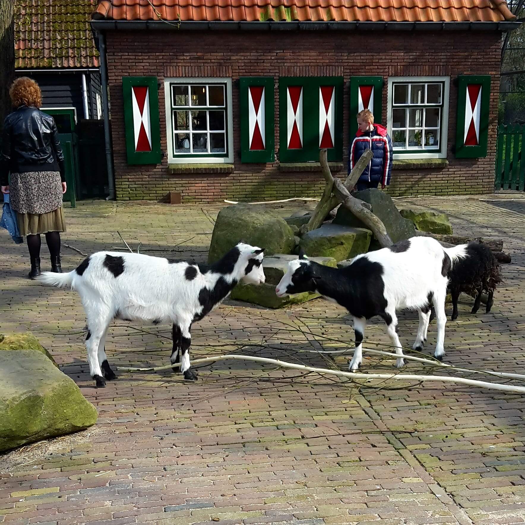 Amsterdam met kinderen: dierentuin Artis met de kinderboerderij