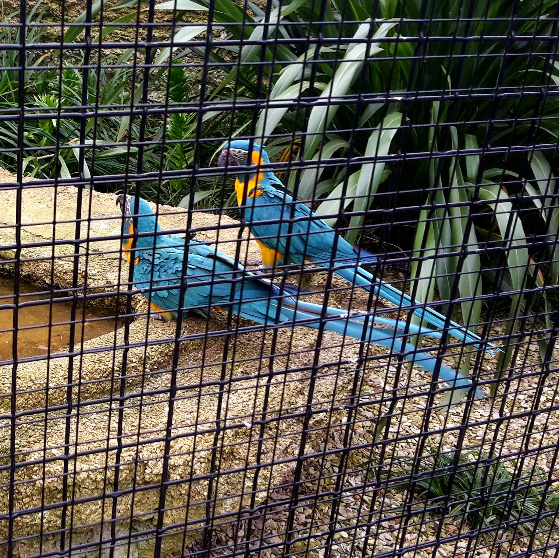 Amsterdam met kinderen: dierentuin Artis