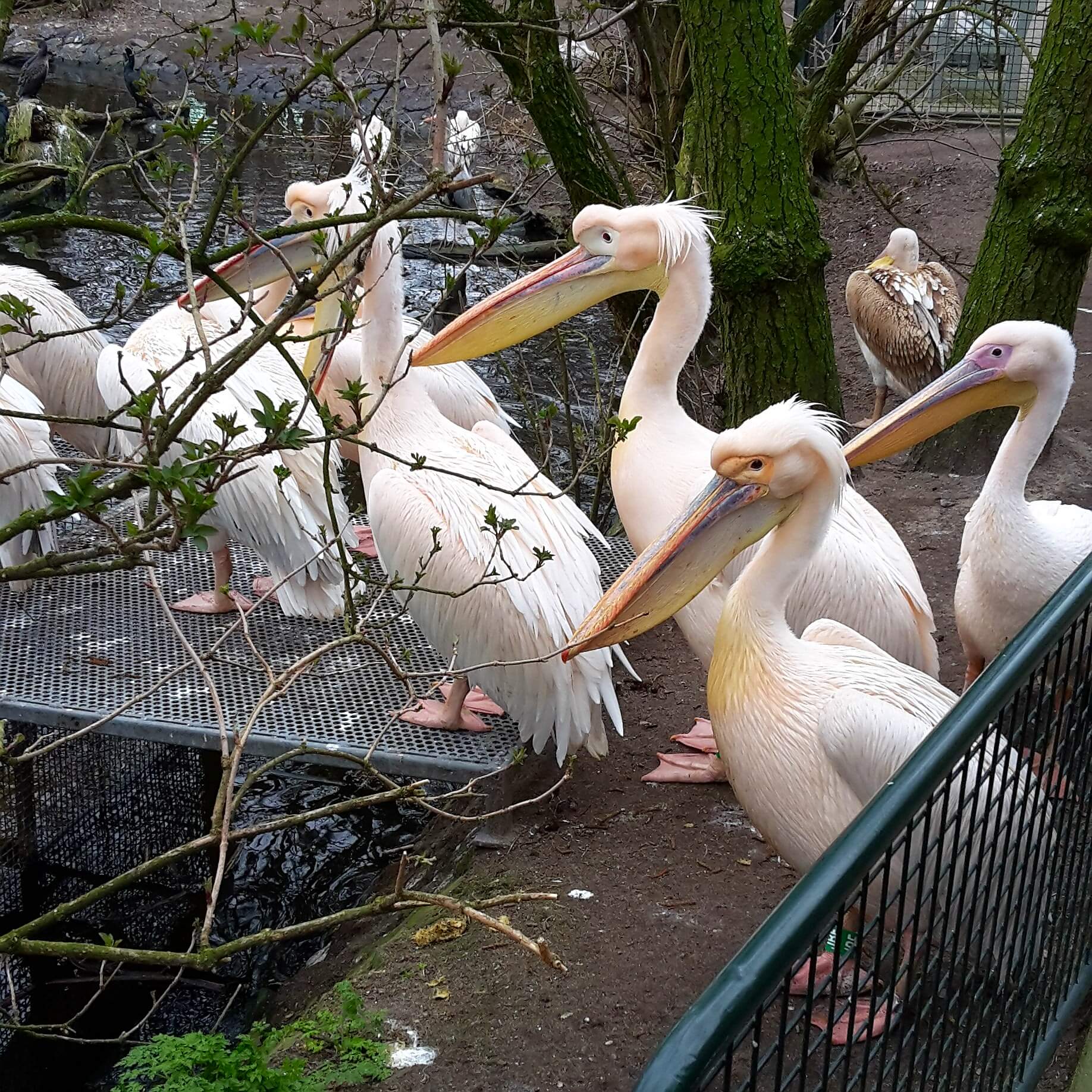 de pelikanen in Artis
