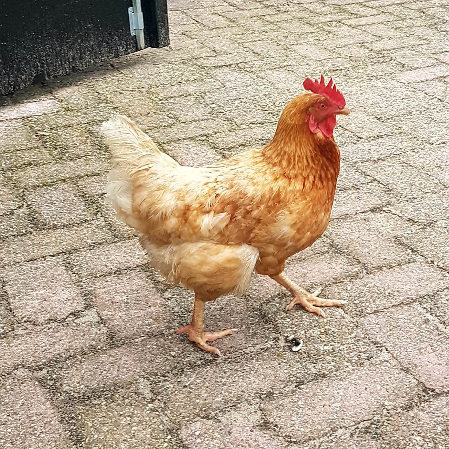 De Gerrithoeve: speelboerderij, speeltuin, camping en restaurant