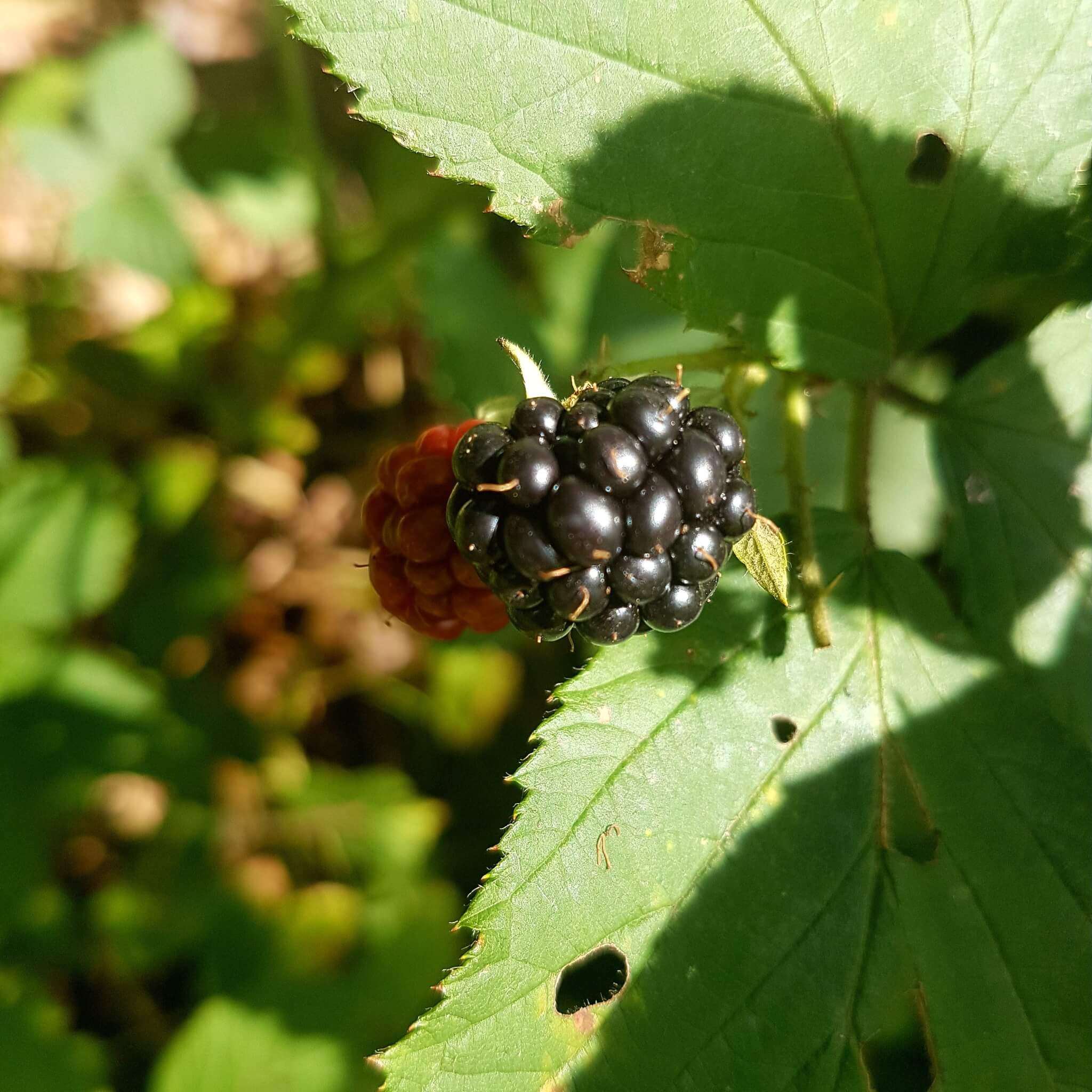 Zondag Bosdag: blog met inspiratie en speurtochten om de natuur te ontdekken met kids