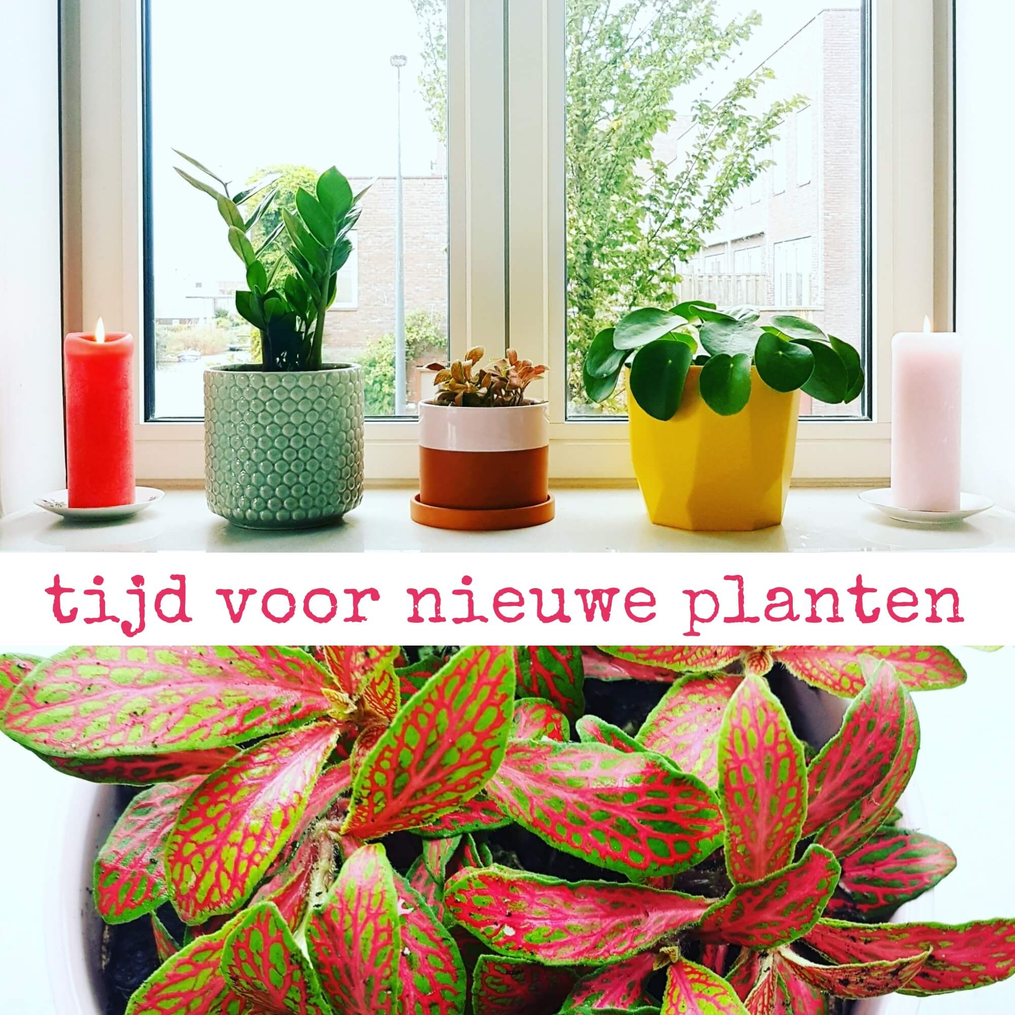 Vergissing Denemarken Ik denk dat ik ziek ben Tijd voor nieuwe planten: pannenkoekenplant, mozaïekplant en zz plant -  Leuk met kids Leuk met kids