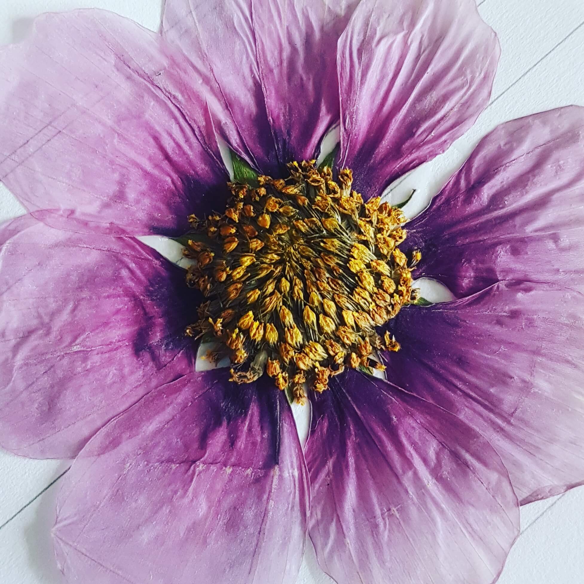 DIY: een herbarium maken met de kinderen DIY: een herbarium maken met de kinderen
