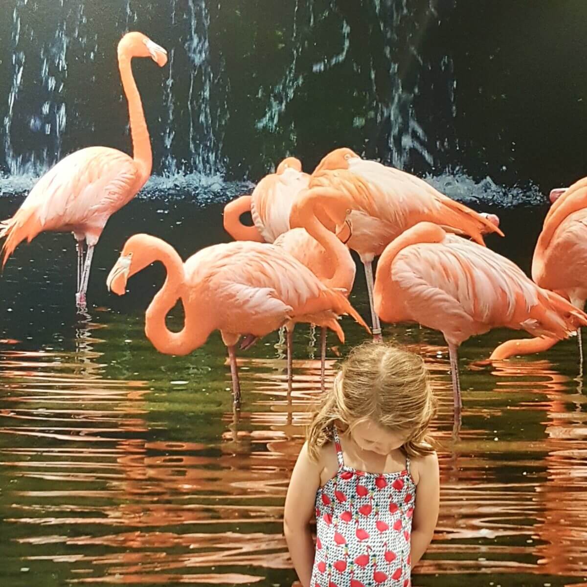 Slapen in Safari Resort Beekse Bergen en ontbijten met uitzicht op de leeuwen en giraffen