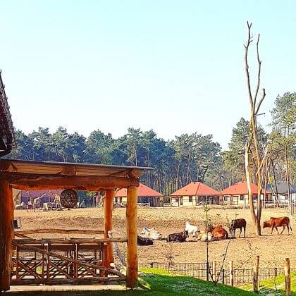 Slapen in Safari Resort Beekse Bergen en ontbijten met uitzicht op de leeuwen en giraffen