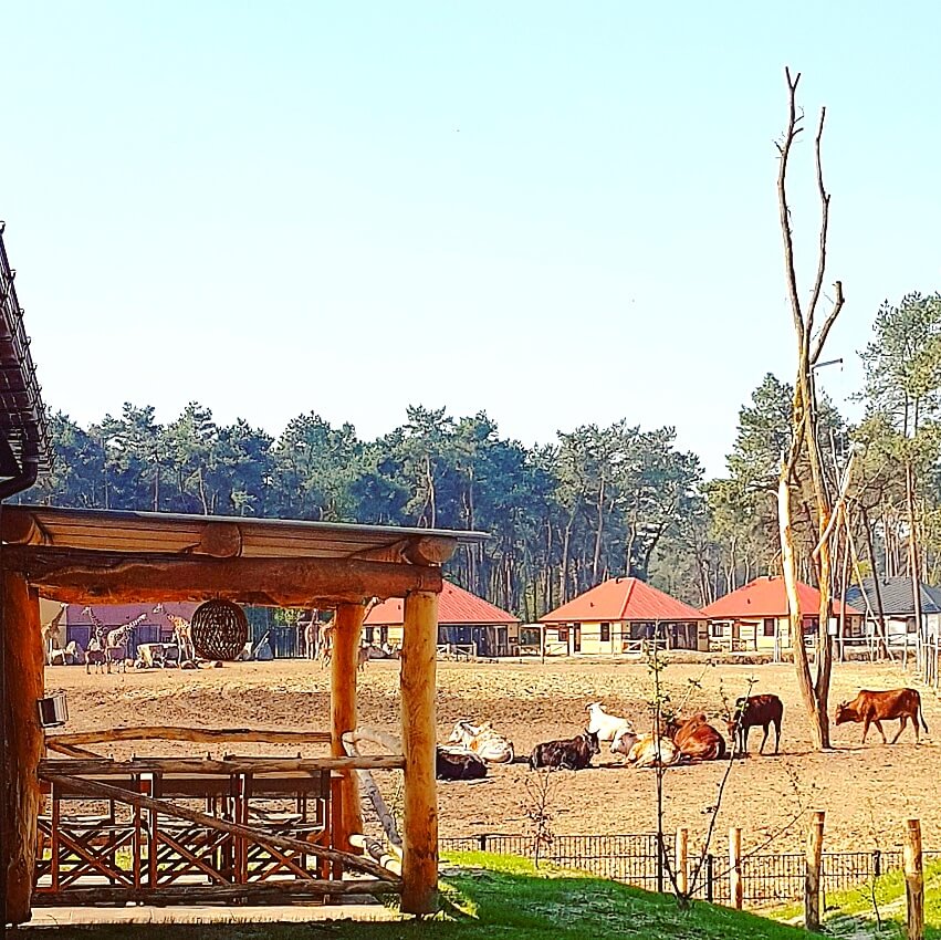 Op zoek naar een bijzonder vakantiepark in de herfstvakantie? Je kunt slapen in Safari Resort Beekse Bergen en ontbijten met uitzicht op de leeuwen en giraffen. 