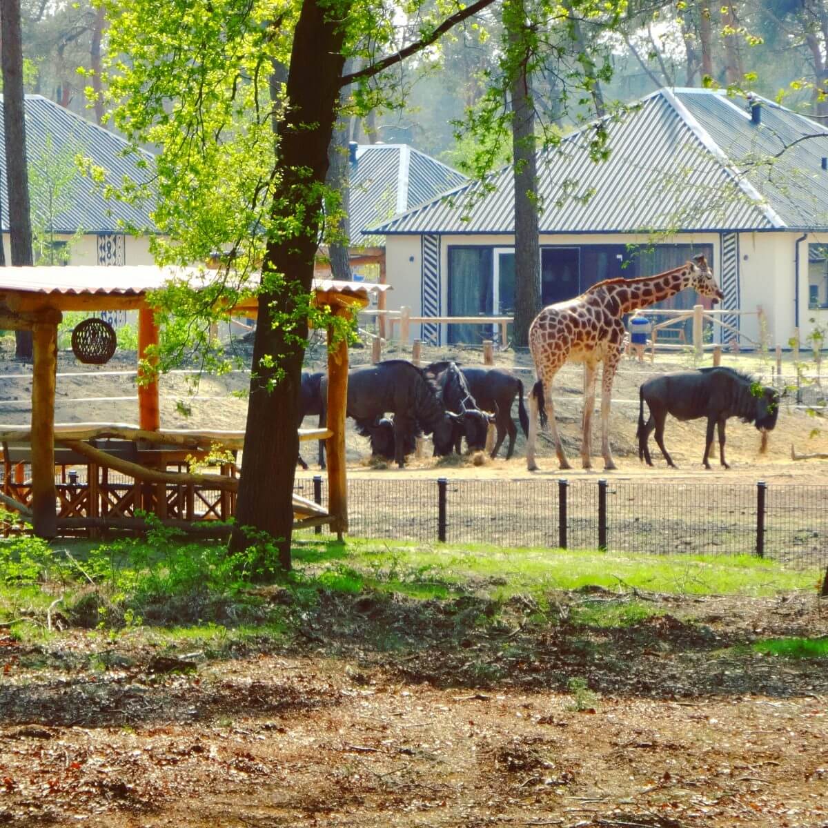 Slapen in Safari Resort Beekse Bergen en ontbijten met uitzicht op de leeuwen en giraffen