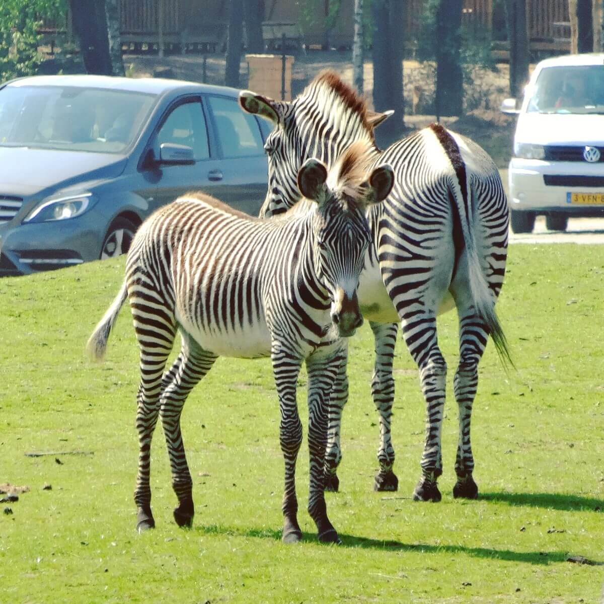 Safaripark Beekse Bergen en het Speelland: leuk met kinderen. Op zoek naar een leuk uitje in Brabant? Wij vonden Safaripark Beekse Bergen erg leuk. En het vlakbij gelegen Speelland Beekse Bergen is ook tof op een mooie dag. Daarom vind je hier een review 