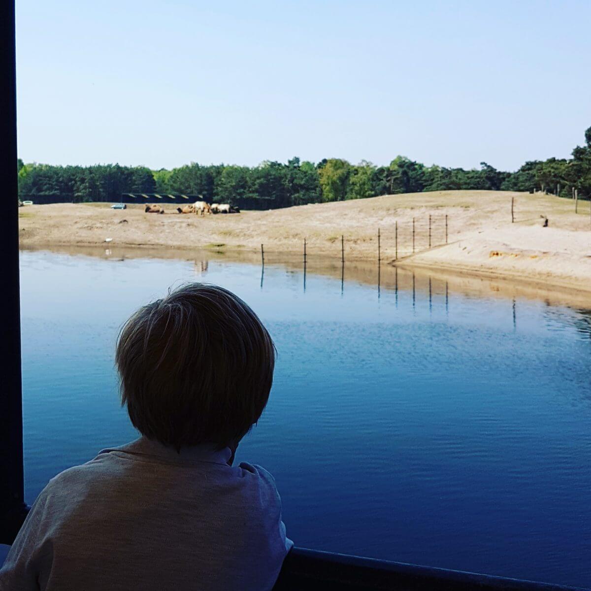 Slapen in Safari Resort Beekse Bergen en ontbijten met uitzicht op de leeuwen en giraffen