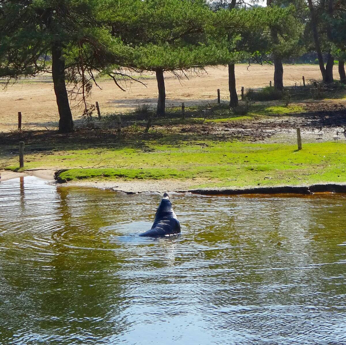 Safaripark Beekse Bergen en het Speelland: leuk met kinderen. Op zoek naar een leuk uitje in Brabant? Wij vonden Safaripark Beekse Bergen erg leuk. En het vlakbij gelegen Speelland Beekse Bergen is ook tof op een mooie dag. Daarom vind je hier een review 