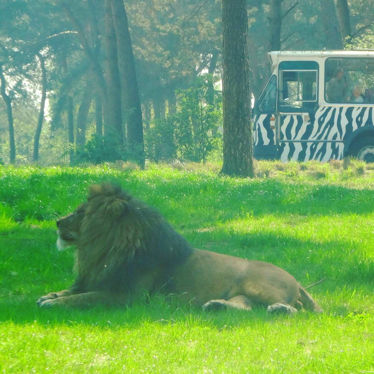 Slapen in Safari Resort Beekse Bergen en ontbijten met uitzicht op de leeuwen en giraffen
