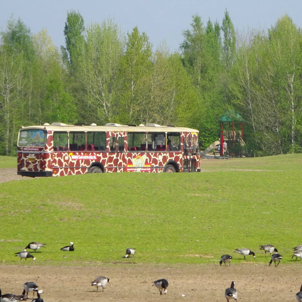 Safaripark Beekse Bergen en het Speelland: leuk met kinderen. Op zoek naar een leuk uitje in Brabant? Wij vonden Safaripark Beekse Bergen erg leuk. En het vlakbij gelegen Speelland Beekse Bergen is ook tof op een mooie dag. Daarom vind je hier een review 