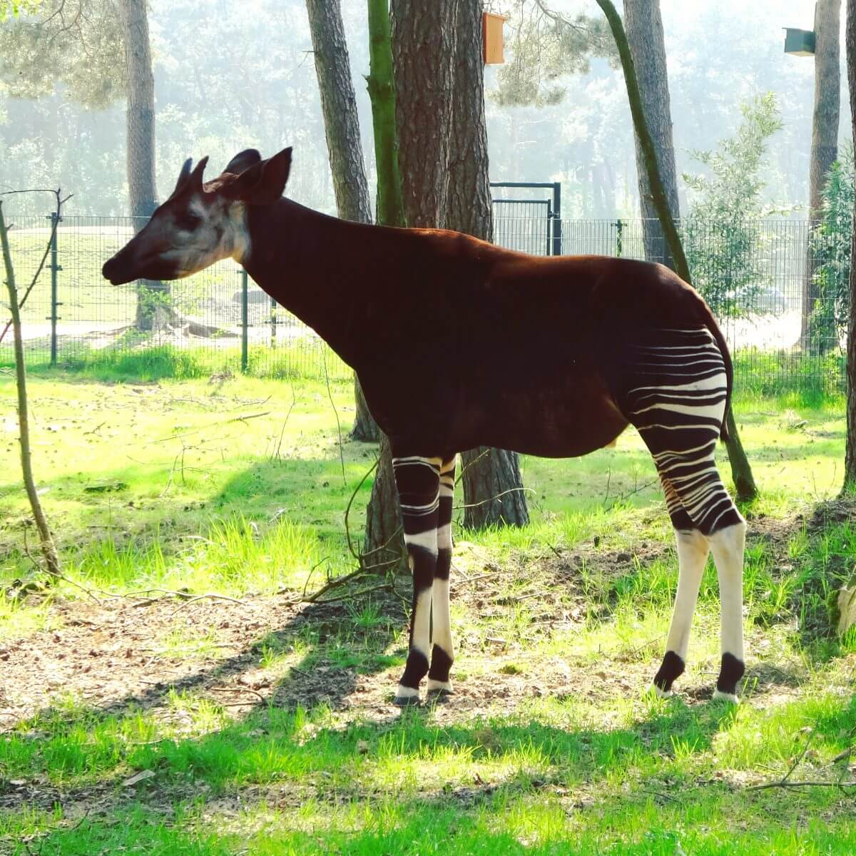 Safaripark Beekse Bergen en het Speelland: leuk met kinderen. Op zoek naar een leuk uitje in Brabant? Wij vonden Safaripark Beekse Bergen erg leuk. En het vlakbij gelegen Speelland Beekse Bergen is ook tof op een mooie dag. Daarom vind je hier een review 