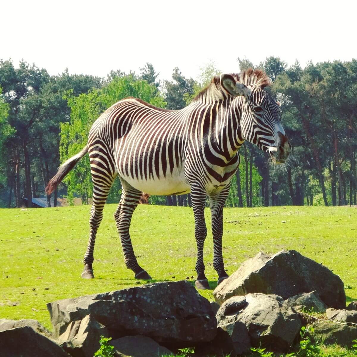 Safaripark Beekse Bergen en het Speelland: leuk met kinderen. Op zoek naar een leuk uitje in Brabant? Wij vonden Safaripark Beekse Bergen erg leuk. En het vlakbij gelegen Speelland Beekse Bergen is ook tof op een mooie dag. Daarom vind je hier een review 