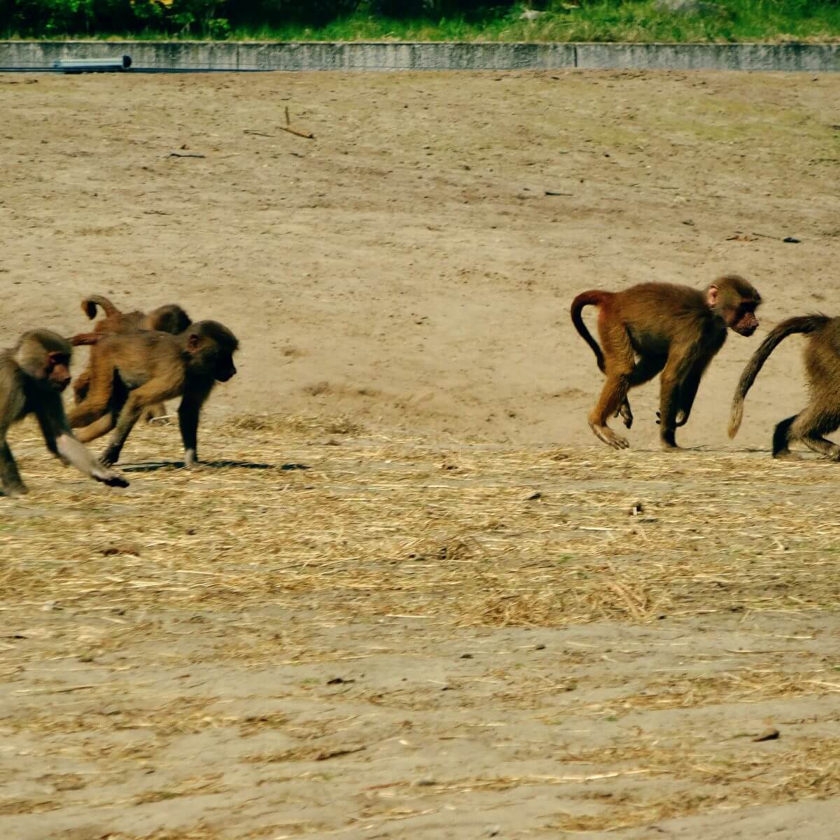 Safaripark Beekse Bergen en het Speelland: leuk met kinderen. Op zoek naar een leuk uitje in Brabant? Wij vonden Safaripark Beekse Bergen erg leuk. En het vlakbij gelegen Speelland Beekse Bergen is ook tof op een mooie dag. Daarom vind je hier een review 