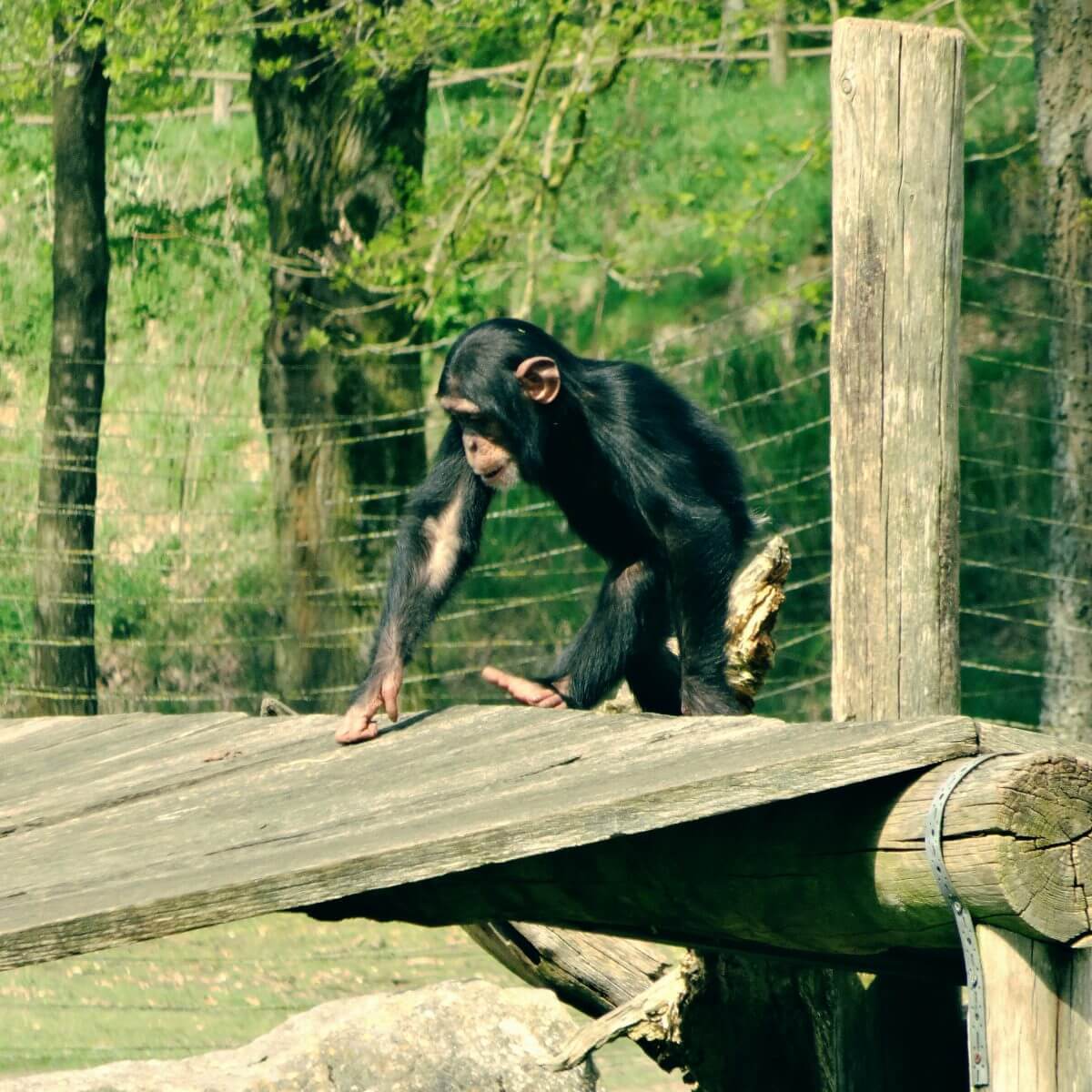 Slapen in Safari Resort Beekse Bergen en ontbijten met uitzicht op de leeuwen en giraffen