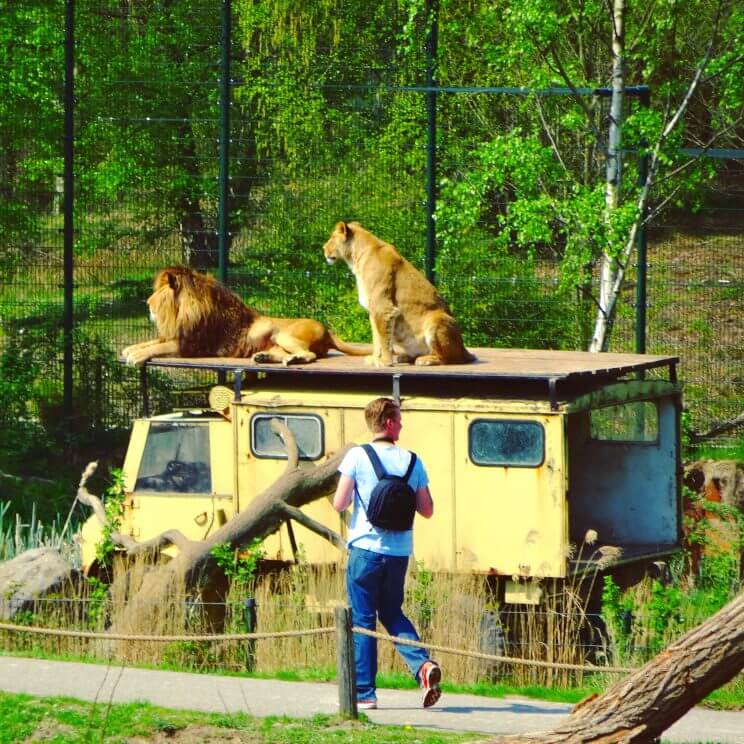 Slapen in Safari Resort Beekse Bergen en ontbijten met uitzicht op de leeuwen en giraffen