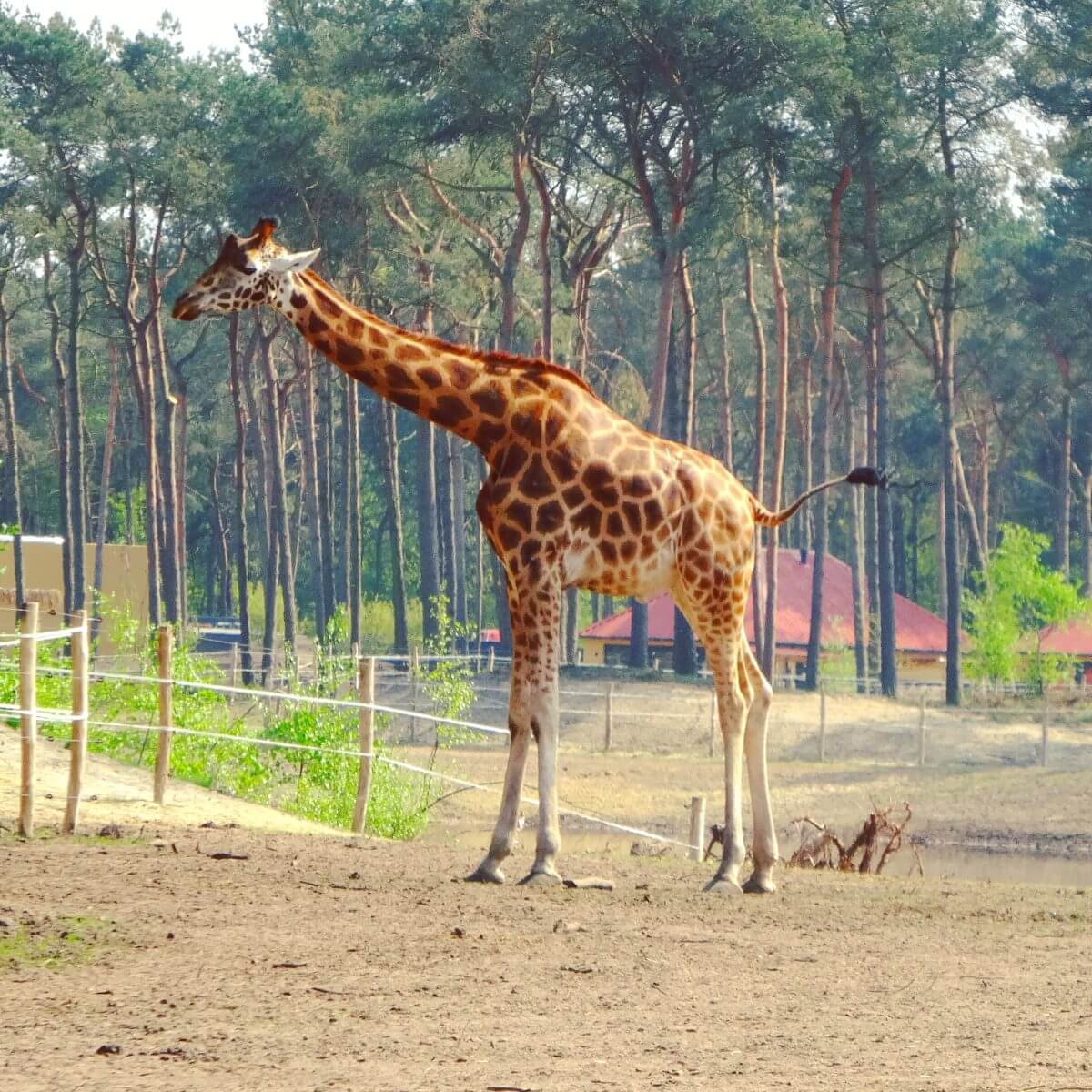 Slapen in Safari Resort Beekse Bergen en ontbijten met uitzicht op de leeuwen en giraffen