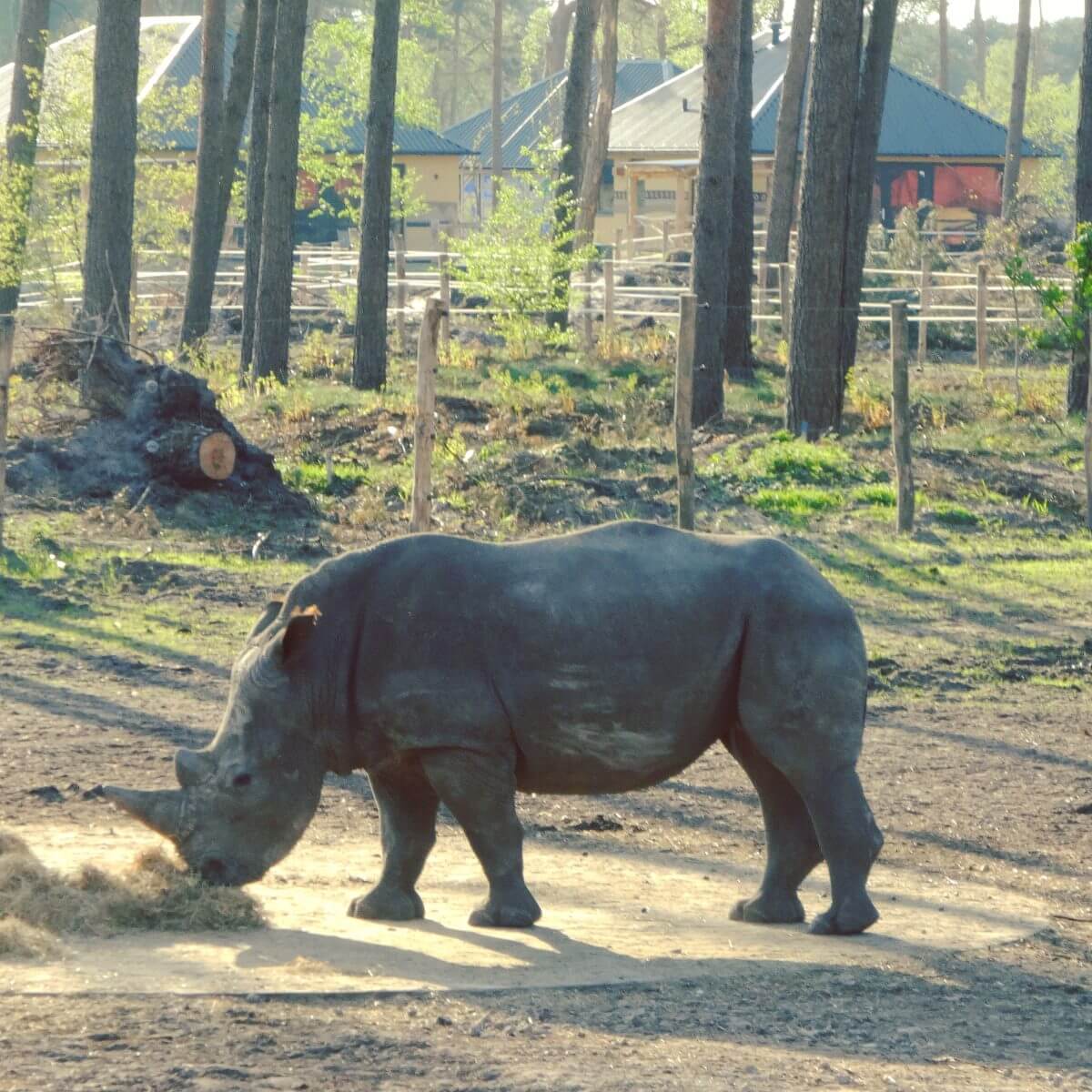 Slapen in Safari Resort Beekse Bergen en ontbijten met uitzicht op de leeuwen en giraffen