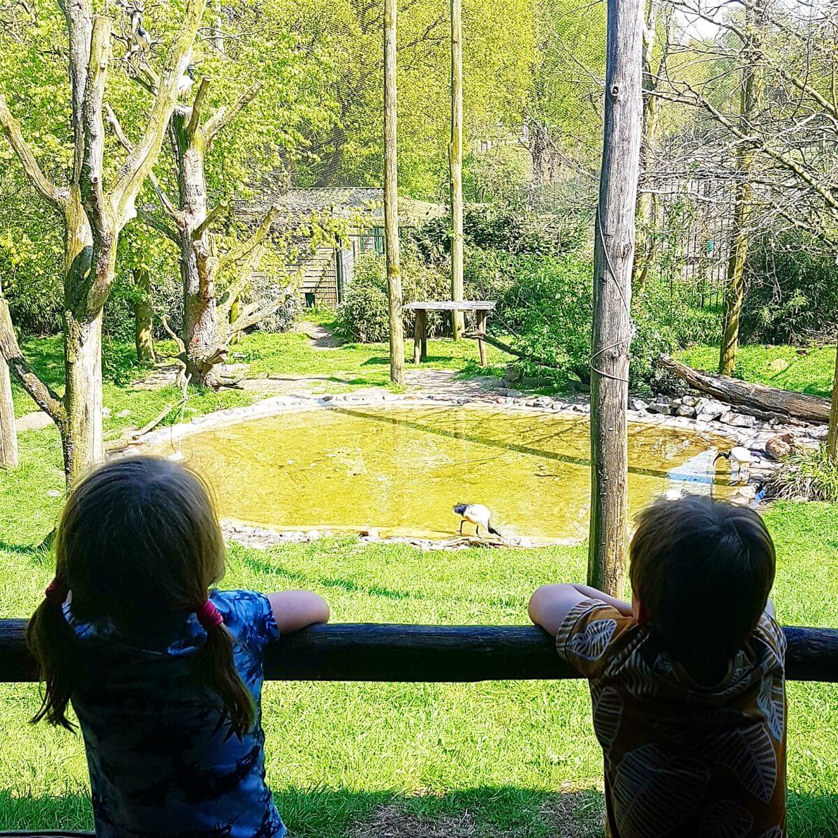 Safaripark Beekse Bergen en het Speelland: leuk met kinderen. Op zoek naar een leuk uitje in Brabant? Wij vonden Safaripark Beekse Bergen erg leuk. En het vlakbij gelegen Speelland Beekse Bergen is ook tof op een mooie dag. Daarom vind je hier een review 