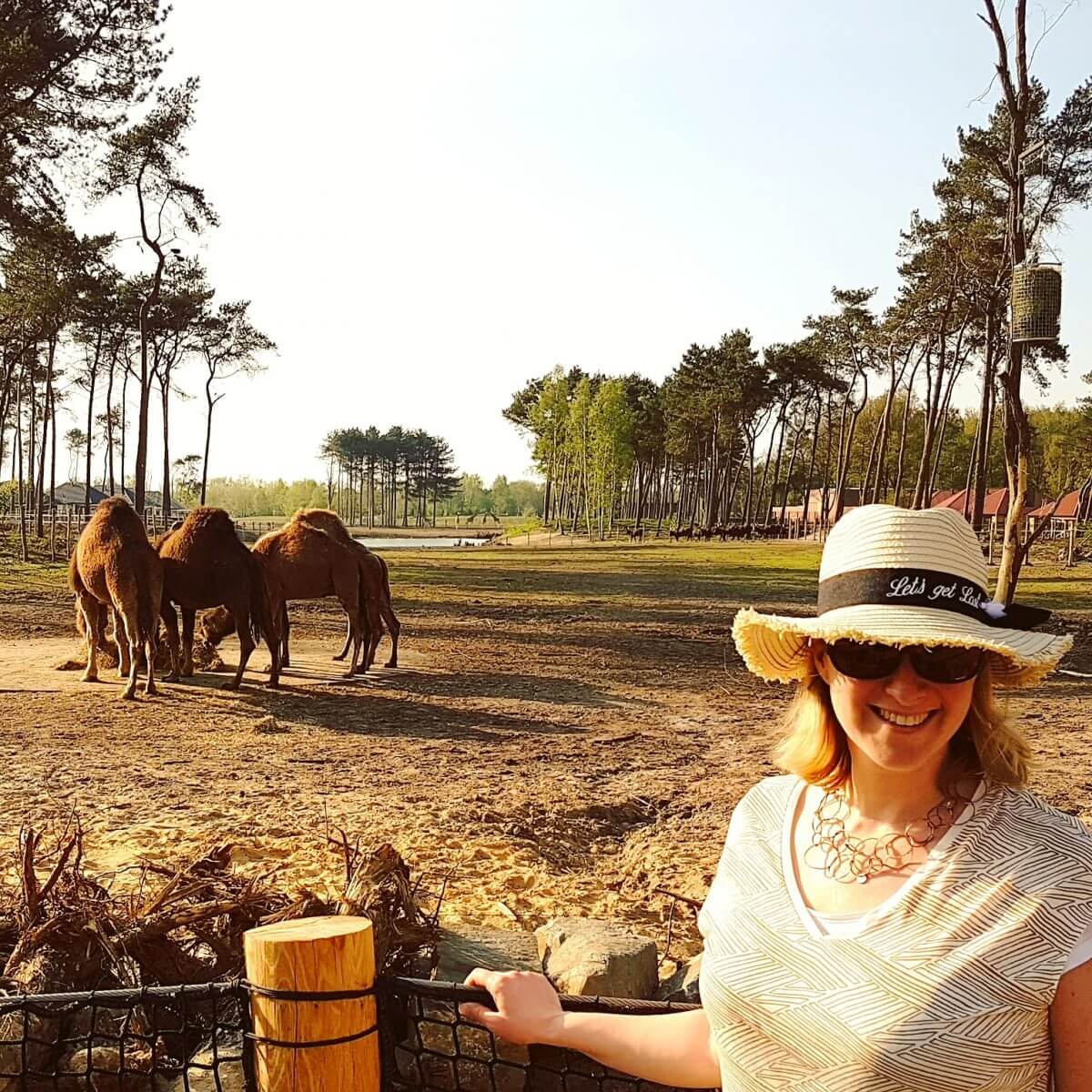 Slapen in Safari Resort Beekse Bergen en ontbijten met uitzicht op de leeuwen en giraffen