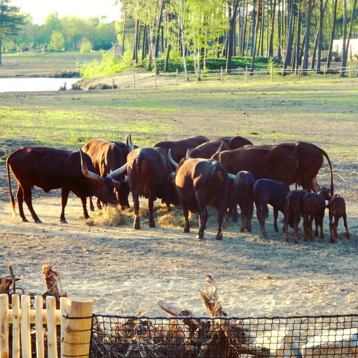 Slapen in Safari Resort Beekse Bergen en ontbijten met uitzicht op de leeuwen en giraffen