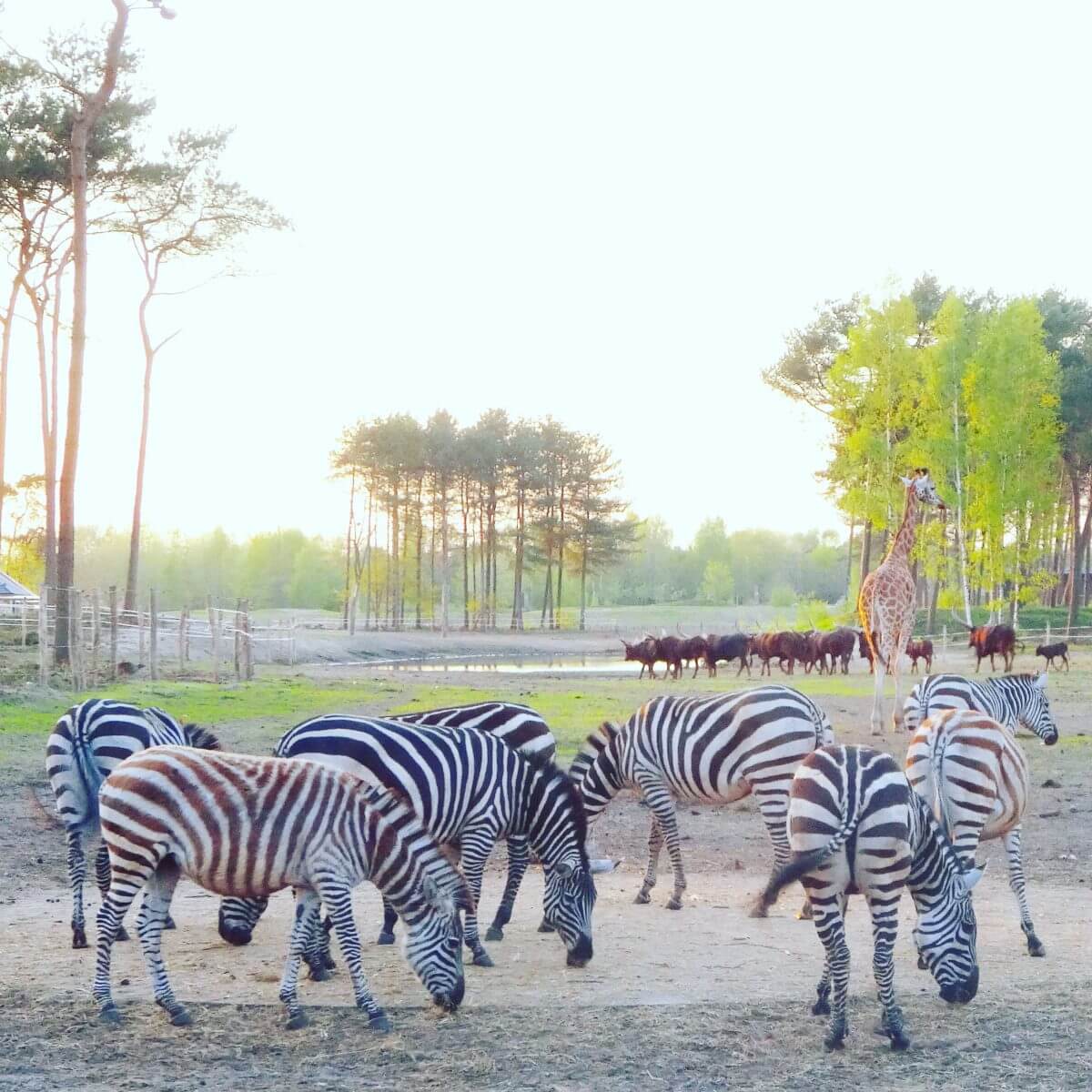 Slapen in Safari Resort Beekse Bergen en ontbijten met uitzicht op de leeuwen en giraffen