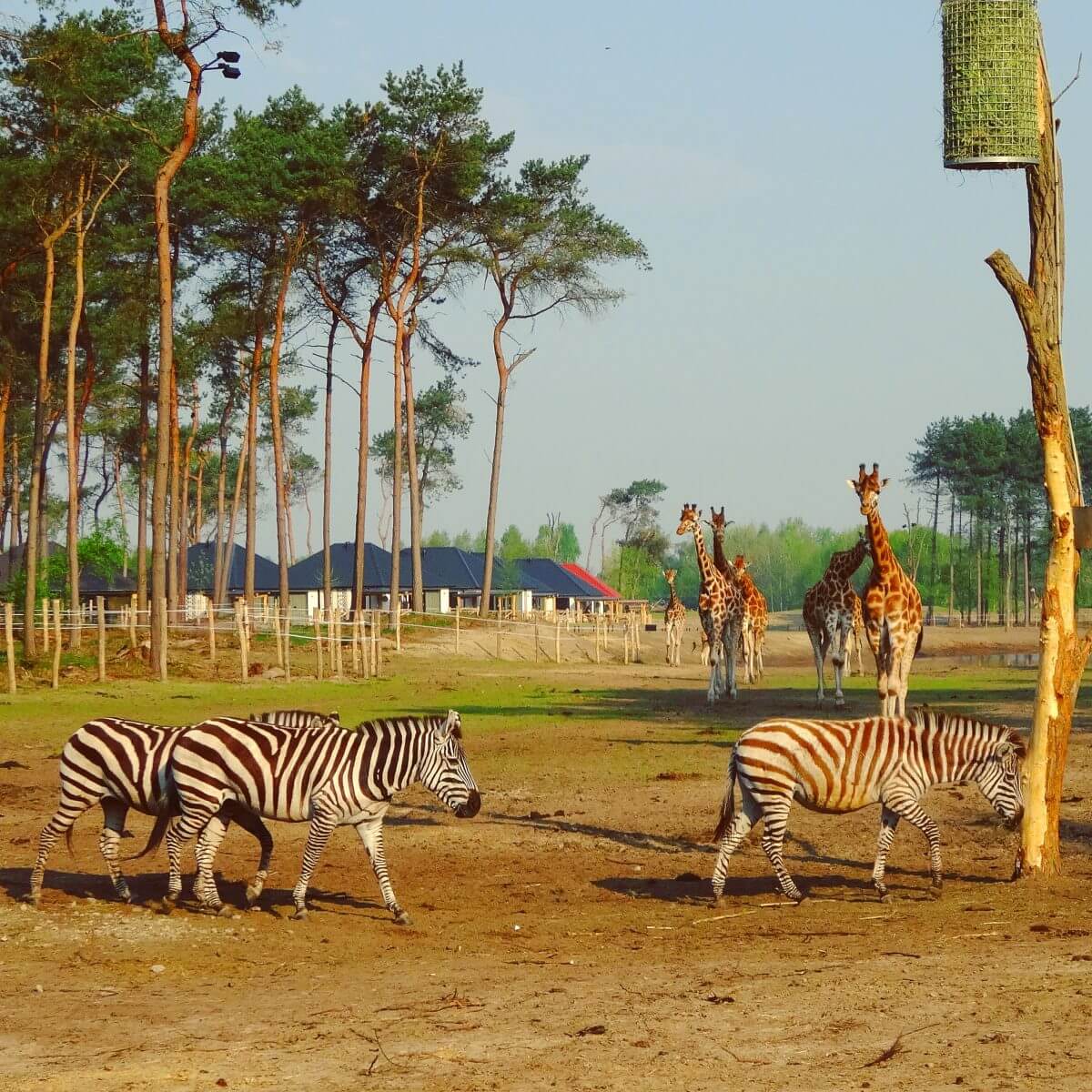 Slapen in Safari Resort Beekse Bergen en ontbijten met uitzicht op de leeuwen en giraffen