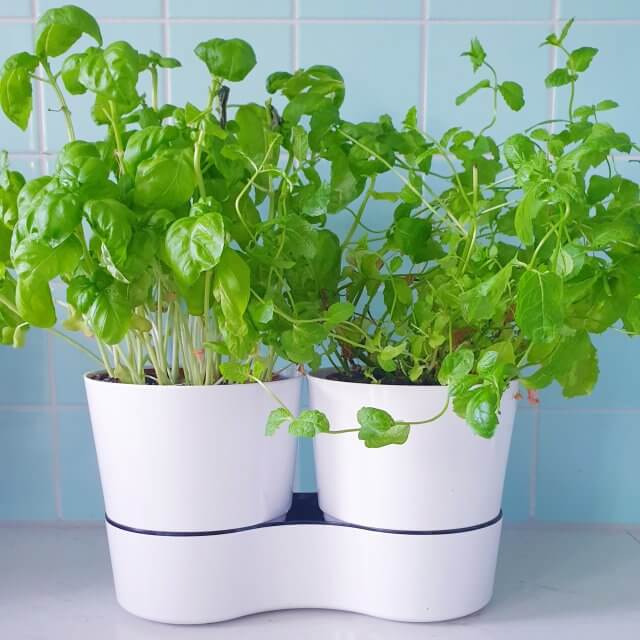 Mepal kruidenpot, de lifehack om kruidenplantjes langer te laten leven. Deze kruidenpotjes van Mepal zijn heel handig. Potjes verse kruiden uit de winkel blijven er namelijk veel langer goed in. Duurzaam en uiteindelijk ook goedkoper.