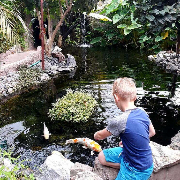 Bij Almere Jungle kun je op alle werelddelen bijzondere dieren en prachtige bloemen kijken en lekker spelen. Dit is gedeeltelijk binnen. Het is onderdeel van Stadslandgoed De Kemphaan. Roos ging met haar jongen van 8 jaar.